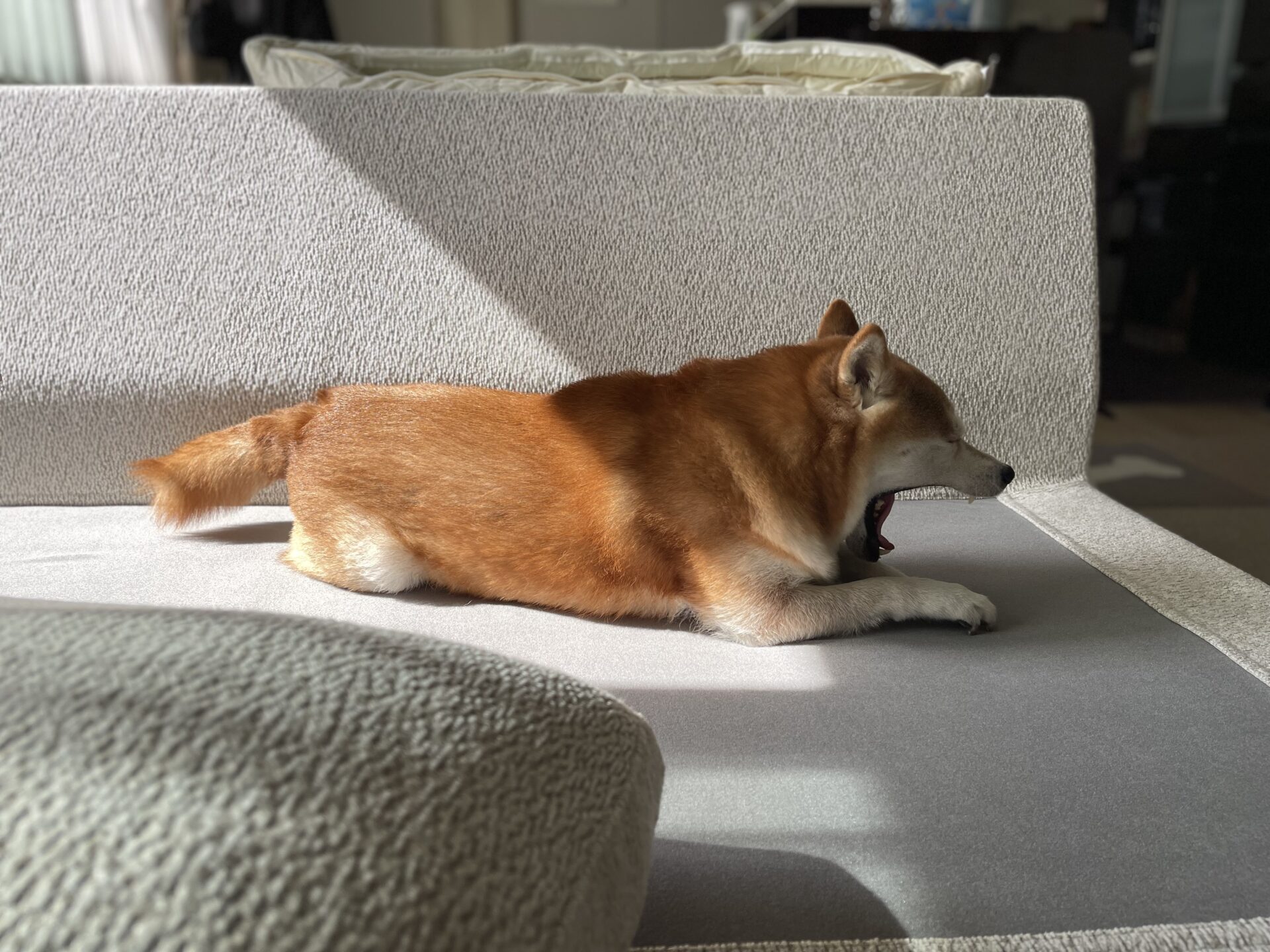 ソファメンテナンス／ソファ＜GRVA＞